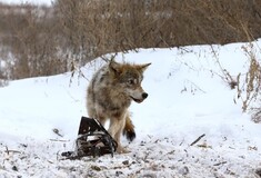 30 χρόνια μετά τον όλεθρο του Τσερνόμπιλ η άγρια ζωή ανθεί στην περιοχή, αλλά οι λύκοι θανατώνονται κατά χιλιάδες