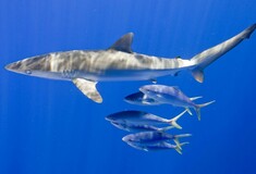 Επιστήμονες προειδοποιούν: Καρχαρίες, σαλάχια και μπακαλιάροι απειλούνται με εξαφάνιση στη Μεσόγειο