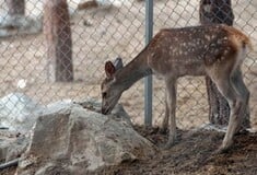 Δεν κλείνει τελικά ο ζωολογικός κήπος της Θεσσαλονίκης - Και θέλουν να βάλουν και είσοδο