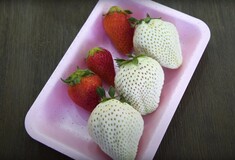Καλλιεργώντας τις σπάνιες, λευκές ιαπωνικές φράουλες