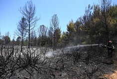 Η ομολογία του 24χρονου που συνελήφθη για 16 εμπρησμούς: «Έβαζα τις φωτιές για να βοηθάω στην κατάσβεσή τους»