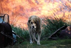 Έκκληση για υιοθεσία των αδέσποτων ζώων που τραυματίστηκαν στις φωτιές της Αττικής