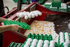 Εκατομμύρια αυγά αποσύρθηκαν από την ευρωπαϊκή αγορά υπό τον φόβο μόλυνσης από εντομοκτόνο