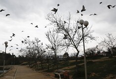 Τι βαθμό δίνουν οι Έλληνες στο αστικό πράσινο της χώρας-Μια εφαρμογή της WWF κρύβει εκπλήξεις