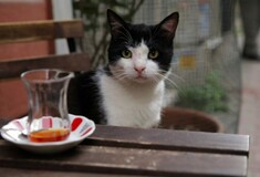 Η ερωμένη, ο κυνηγός, ο τζέντλεμαν, η καταφερτζού: Αυτές είναι οι «Γάτες της Κωνσταντινούπολης»