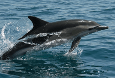 Εντοπίστηκαν νεκρά σε ελληνικές ακτές δύο δελφίνια και μία θαλάσσια χελώνα