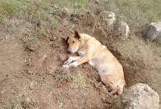 Έθαψαν σκύλο ζωντανό στην Παλλήνη - Εξείχε μόνο το κεφάλι του