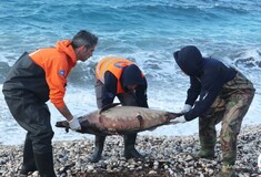 Τι απαντούν οι Τούρκοι για τα νεκρά δελφίνια κατά τη διάρκεια της άσκησης «Γαλάζια Πατρίδα»