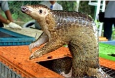 Τεράστιο παράνομο φορτίο από φολίδες παγκολίνων στη Σιγκαπούρη - Πάνω από 14 τόνοι