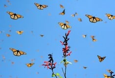 Δισεκατομμύρια πεταλούδες κατακλύζουν την Κύπρο - Το αρχαίο τους ταξίδι από το Ισραήλ