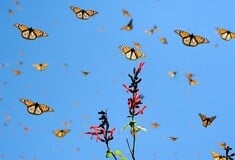 Δισεκατομμύρια πεταλούδες κατακλύζουν την Κύπρο - Το αρχαίο τους ταξίδι από το Ισραήλ