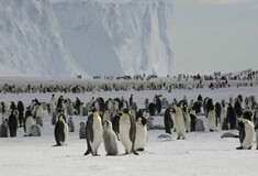 Μέσα σε μια νύχτα χάθηκε με δραματικό και σπάνιο τρόπο μια τεράστια αποικία πιγκουίνων