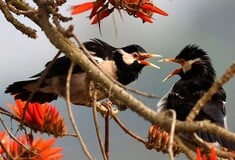 Τα ωδικά πτηνά έχουν ένα πρόσθετο χρωμόσωμα, ισχυρίζονται επιστήμονες