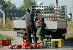 Στην Ελλάδα υπάρχουν παιδιά που δουλεύουν με αμοιβή ένα φρούτο