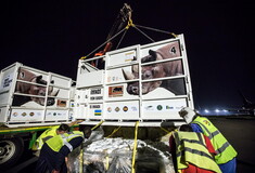 Σπάνιοι ρινόκεροι απελευθερώθηκαν στη Ρουάντα - Μεταφέρθηκαν από την Τσεχία με αεροπλάνο