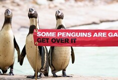 «Κάποιοι πιγκουίνοι είναι γκέι, χώνεψέ το» - Ο ζωολογικός κήπος του Λονδίνου γιορτάζει το Pride