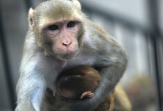 Η πρώτη χίμαιρα ανθρώπου- μαϊμούς διχάζει ως η κόκκινη γραμμή της ηθικής
