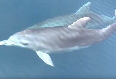 O εκπληκτικός «χορός» των δελφινιών στον Θεολόγο - Ένα μαγευτικό βίντεο