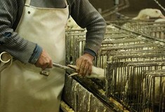 Απαγόρευση του φουά γκρα επιδιώκει νόμος στη Νέα Υόρκη