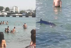 Εύβοια: Λουόμενοι βασάνισαν και σκότωσαν «ξιφία» σε παραλία