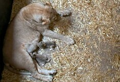 Λέαινα σε ζωολογικό κήπο σκότωσε και έφαγε τα νεογέννητα λιονταράκια της - Πώς το εξηγούν οι επιστήμονες