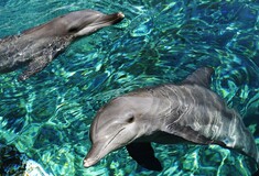 Νέα Ζηλανδία: Τέλος στο κολύμπι με τα ρινοδέλφινα - Πώς οι τουρίστες επηρέασαν το είδος