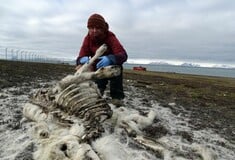 Βρήκαν νεκρούς 200 ταράνδους στην Αρκτική - Πιστεύουν πως πέθαναν από την πείνα