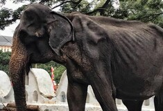 Πέθανε η Tikiri, ο αποστεωμένος ελέφαντας που έδινε παραστάσεις σε φεστιβάλ της Σρι Λάνκα