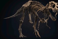 Πωλείται σε δημοπρασία ο «Σταν»- Σκελετός T. Rex, ηλικίας 67 εκατ. ετών, με μήκος 12 μέτρα