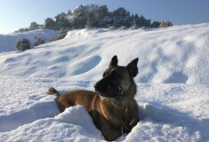 Ο Κίκο είναι ο πρώτος σκύλος - ντετέκτιβ στην Ελλάδα που σώζει άλλα ζώα από φόλες