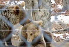 Ένα απόγευμα στον Αρκτούρο