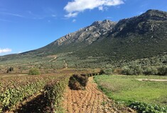Το Ελληνικό Sideways είναι στη Νεμέα: 6 πολύτιμες πληροφορίες για να ταξιδέψετε στα οινοποιεία της περιοχής
