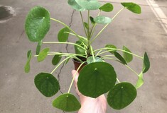 H Pilea Peperomioides είναι το πιο δημοφιλές φυτό στο instagram