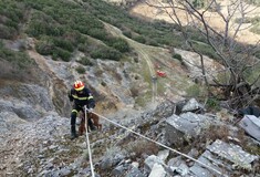 Κοζάνη: Η εντυπωσιακή διάσωση ενός σκύλου που έπεσε στον γκρεμό