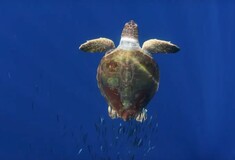 Δείτε το απίθανο prequel του BBC για το Blue Planet II