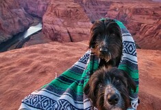 Αυτός ο τύπος έκανε ένα road trip μαζί με τα εγκαταλελειμμένα σκυλιά που διέσωσε