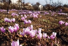 Κυκλάμινα στο Μάτι. Και λοιπόν;