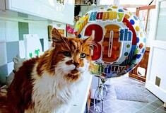 Γνωρίστε τον Ραμπλ, τον γάτο που έγινε φέτος 30 ετών και μάλλον είναι ο γηραιότερος του κόσμου
