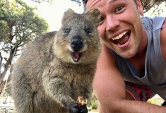 Το quokka είναι το πιο χαρούμενο ζώο στον κόσμο