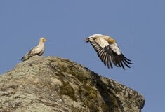 Οι τελευταίοι δύο Ασπροπάρηδες γύπες στα Μετέωρα είναι αρσενικοί - Αγωνία να έρθει ένα θηλυκό