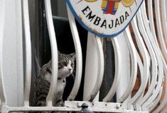 Wikileaks: O γάτος του Ασάνζ είναι ασφαλής