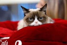 Πέθανε η Grumpy Cat, η διασημότερη γάτα του κόσμου με τη βλοσυρή έκφραση