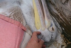 Νεκροί πέντε αργυροπελεκάνοι στη λίμνη Παμβώτιδα - Έκκληση για να μην πεθάνουν και άλλα πουλιά