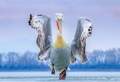 Όλοι οι νικητές των Bird Photographer Awards 2019