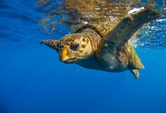 Ζάκυνθος: Τουριστικά σκάφη σκοτώνουν στο πέρασμά τους χελώνες καρέτα - καρέτα