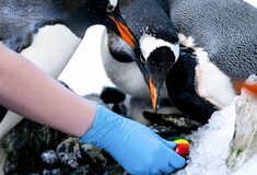 Ομόφυλο ζευγάρι πιγκουίνων έγιναν μητέρες για πρώτη φορά - Υιοθέτησαν και εκκόλαψαν αυγό