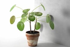 Πώς κόλλησα με την εξωγήινη Pilea Peperomioides - το πιο δημοφιλές φυτό στο instagram