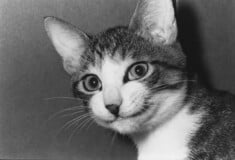 Η μετεμψύχωση της χαμένης γάτας του Μασαχίσα Φουκάσε