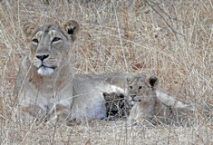 Λέαινα υιοθέτησε νεογέννητη λεοπάρδαλη σε πάρκο της Ινδίας