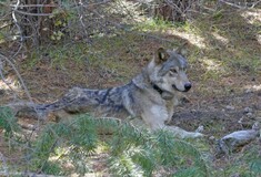 Θηλυκός λύκος ταξίδεψε χιλιάδες μίλια αναζητώντας ταίρι. Πέθανε πριν τα καταφέρει